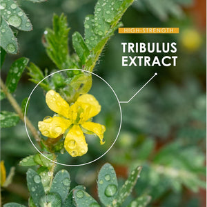 Tribulus Terrestris Extract 15,000Mg – Super Strength 95% Saponins (316Mg per Capsule) – 120 Vegan Capsules (4 Months Supply) Resealable and Recyclable Pouch – by Alpha01