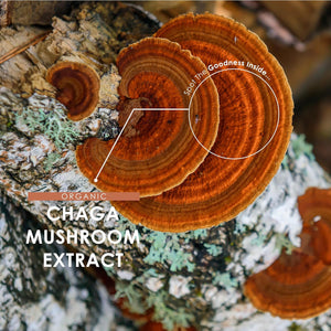Organic Chaga Mushroom Capsules 7500Mg – 50% Polysaccharides (250Mg) - 90 Vegan Capsules (3 Months Supply) Resealable and Recyclable Pouch - by Alpha01