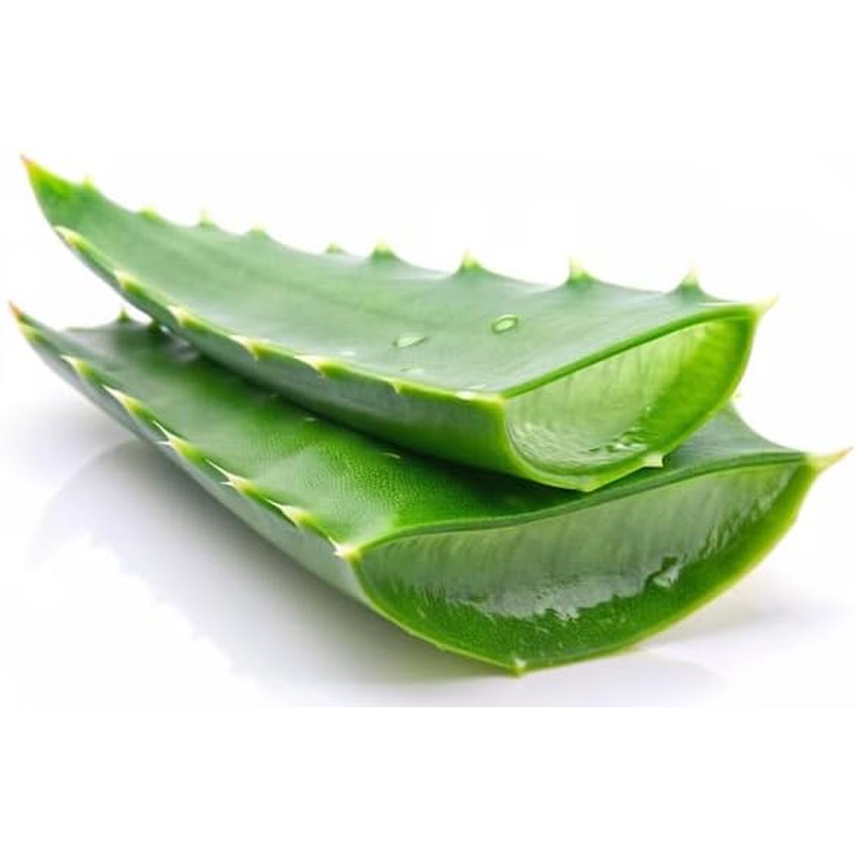 100% Pure and Fresh Aloe Vera Leaves - Premium Quality Raw Aloe Vera for Natural Skin and Hair Care, Ideal for DIY Juice & Gel (1 Piece)