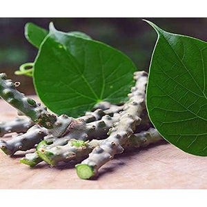 Herbal Magic'S Pure & Natural Giloy Powder, for Super Smoothies, Shakes, Soups - Premium Quality Powder - Free from Fillers & Preservatives - 100G