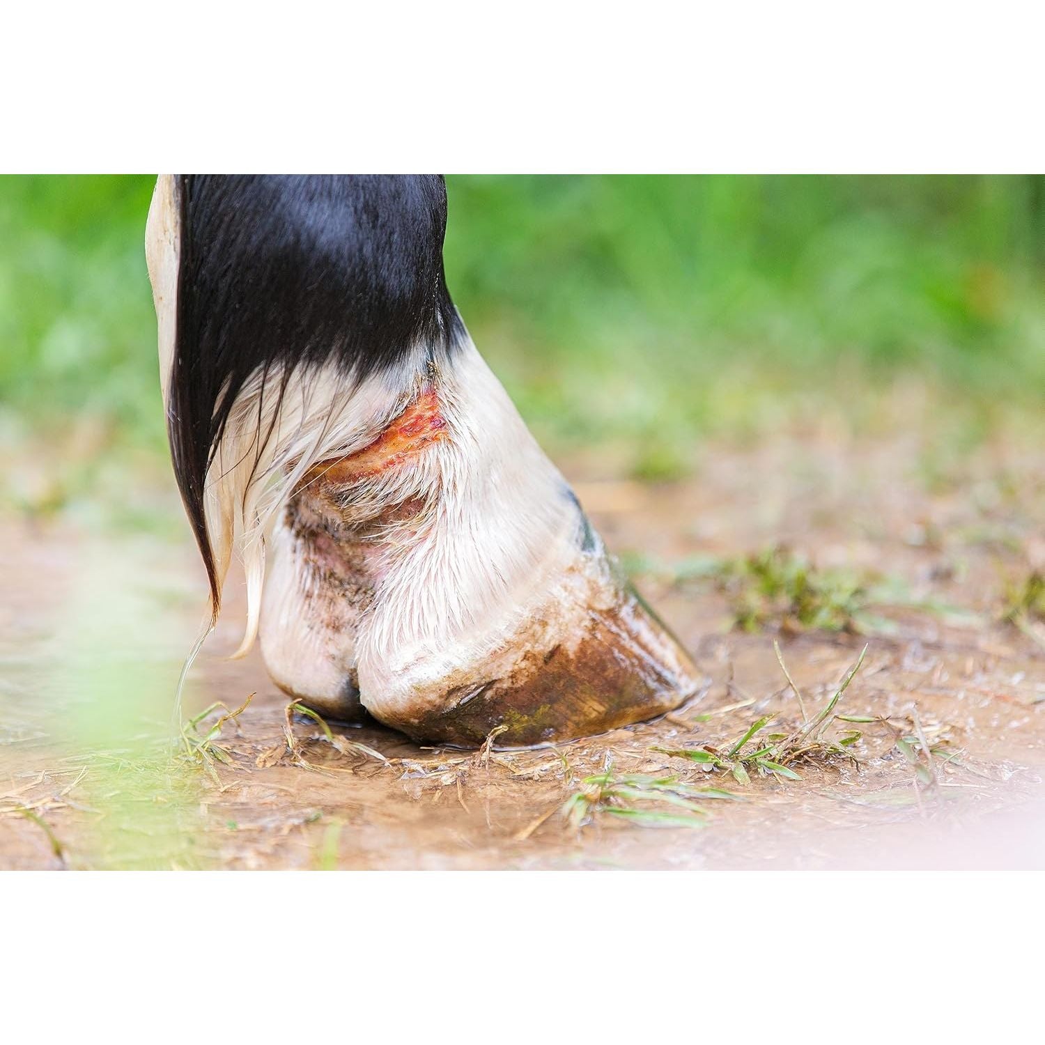 Iodine Spray (Gold Label) Non-Toxic Povidone (250Ml)