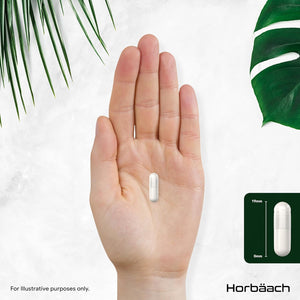 Celery Seed Extract Capsules 1000Mg | 240 Count | Apium Graveolens Supplement | by Horbaach