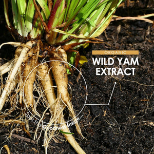 Organic Wild Yam Extract 5000Mg - High Strength 10:1 Dioscorea Opposita Extract Supplement - 90 Vegan Capsules (3 Month Supply) - by Alpha01