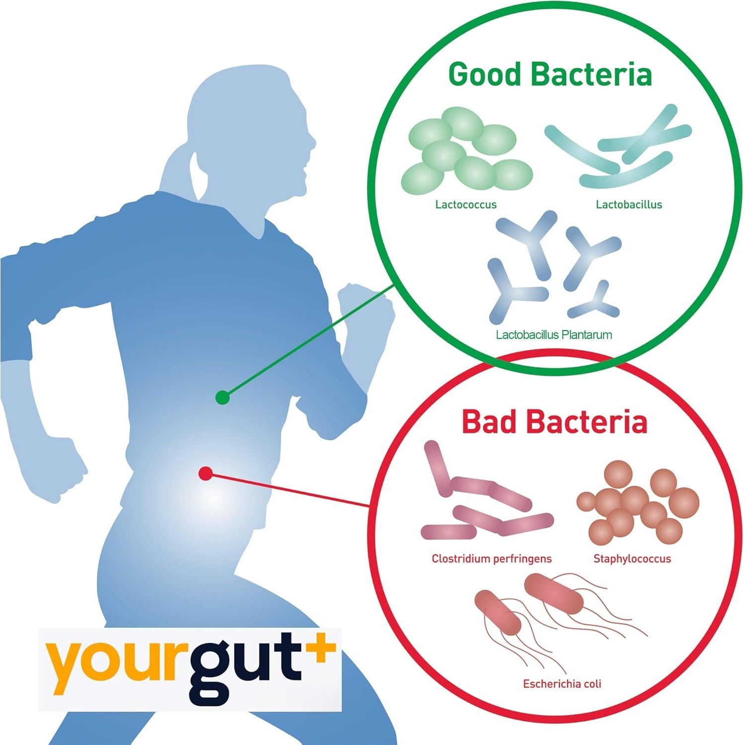 Yourgutplus+10 Times the Probiotics of a Live Yogurt | Slow Release Vegan Capsules | Lactobacillus - Lactococcus Lactis | High Safety Profile | Made by a Trusted UK Company