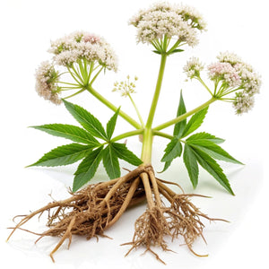 Organic Valerian Root Extract Powder by Oils and Herbs UK (10:1) High Strength - 100% Pure Free from Any Addictive or Sugar (50)