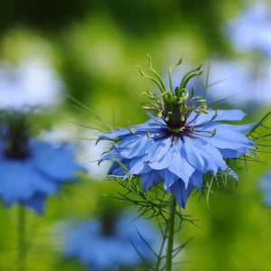 120 - Black Seed Oil Vegetarian Capsules - Cold Pressed Egyptian Oil, Soft-Gel Capsules.