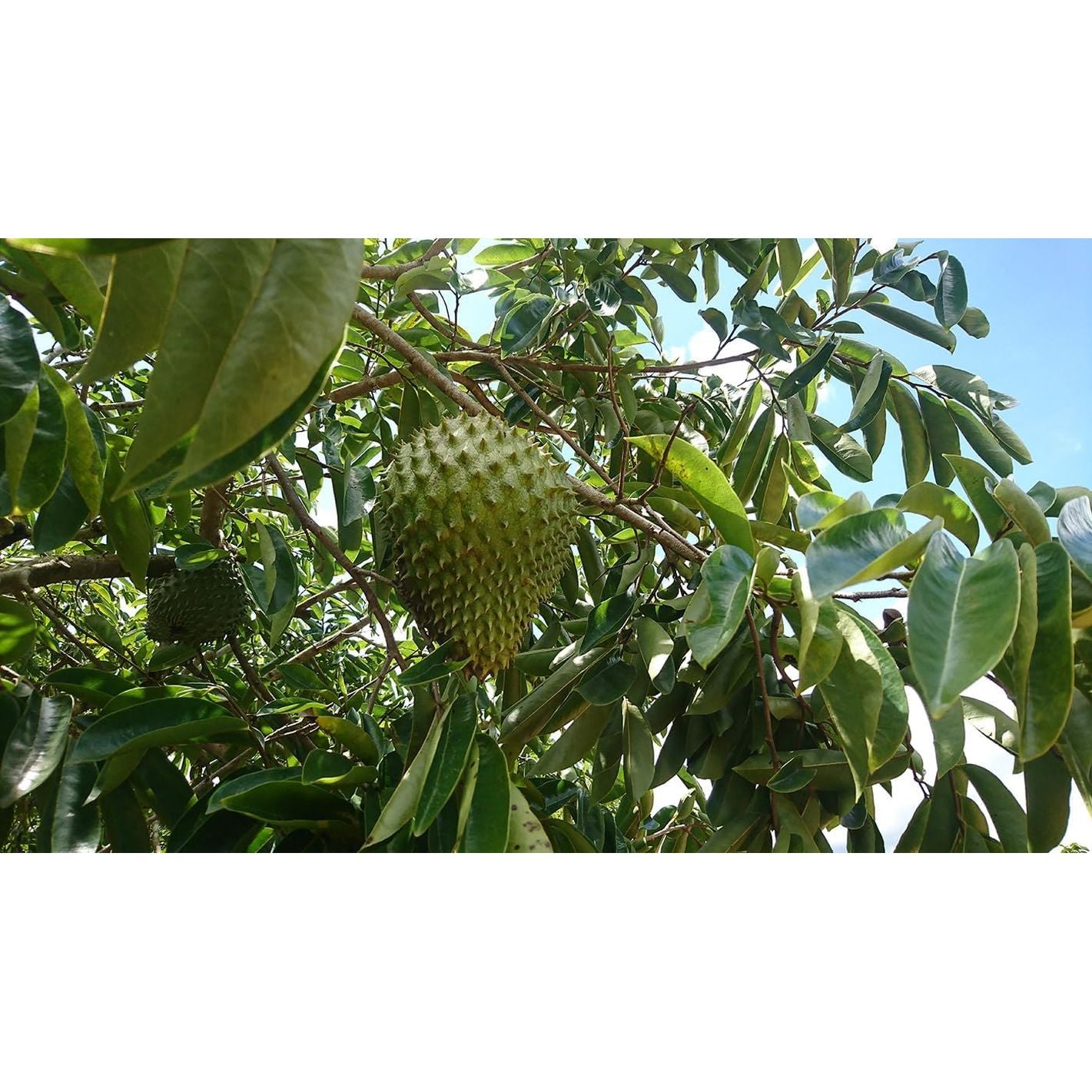 100% Soursop HIGH DOSE Fruit Extract, 4000 Mg per Serving /180 Caps. /No Pesticides, Additives, Flow Aids 10:1 Extract/ 180 Capsules of 400 Mg