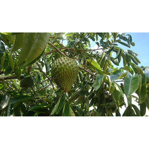 100% Soursop HIGH DOSE Fruit Extract, 4000 Mg per Serving /180 Caps. /No Pesticides, Additives, Flow Aids 10:1 Extract/ 180 Capsules of 400 Mg