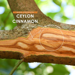 Cinnamon Extract 6000Mg - Standardised 15% Polyphenols from 43:1 Cinnamon Extract - 180 Vegan Tablets (6 Months Supply) – Resealable and Recyclable Pouch by Alpha01