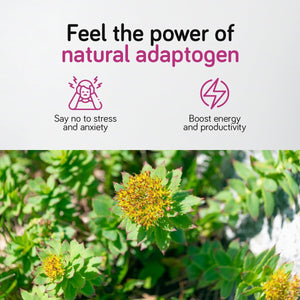 Rhodiola Rosea Capsules 500Mg - 180 Caps. - 3% Salidrosides - Premium Root Extract - High Strength - 6 Months Supply | Ambervit