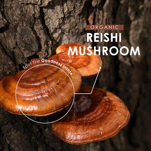 Organic Reishi Mushroom Powder 100G – Pure Ganoderma Lingzhi Reishi Supplement Powder – Resealable and Recyclable Pouch – by Alpha01