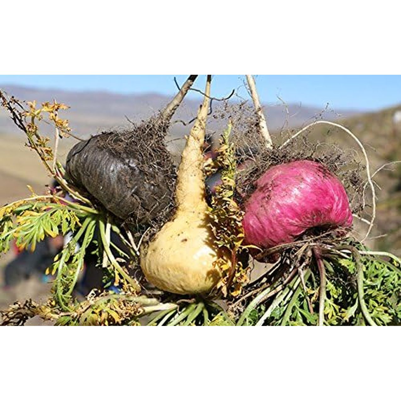 Organic Red Maca Root Gelatinized Powder, Soil Association Certified, 250G from the High Peruvian Mountains.