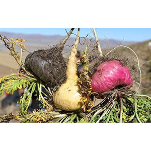 Organic Red Maca Root Gelatinized Powder, Soil Association Certified, 250G from the High Peruvian Mountains.