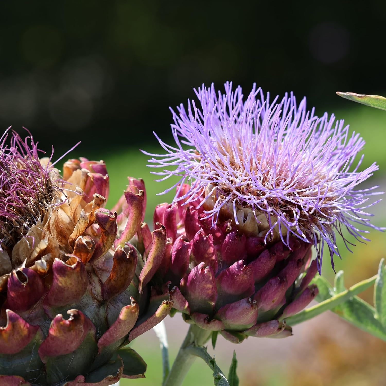 A.Vogel Milk Thistle Complex Tablets (20)