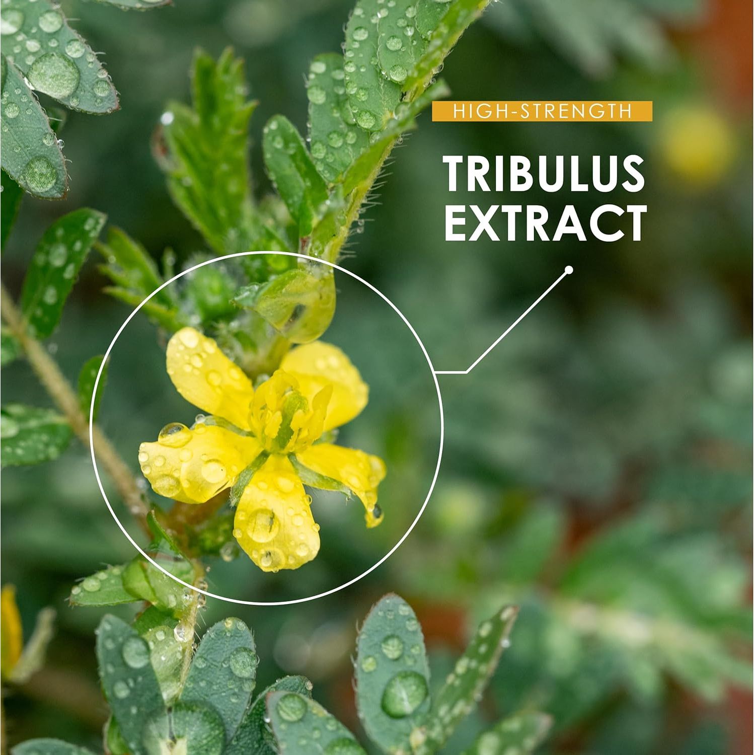 Tribulus Terrestris Extract 15,000Mg – Super Strength 95% Saponins (316Mg per Capsule) – 120 Vegan Capsules (4 Months Supply) Resealable and Recyclable Pouch – by Alpha01