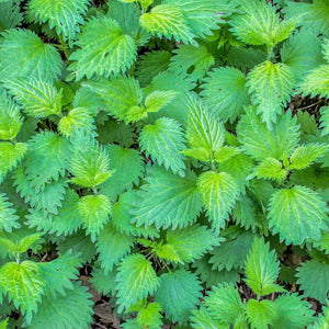 Alpi Nature Nettle Leaf Powder 250G 8.8 Oz, Dried and Ground Nettle Leaves, Urtica Dioica