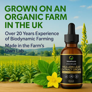 Mullein Leaf Extract for Lungs 100Mls -UK Grown & Produced-Highest Concentrate Tincture - Mullen Drops - XXL Size 100Ml = 100 Servings(3 Month Supply). GMDP ORG Certified/Vegan/Non Gmo/Cruelty Free.