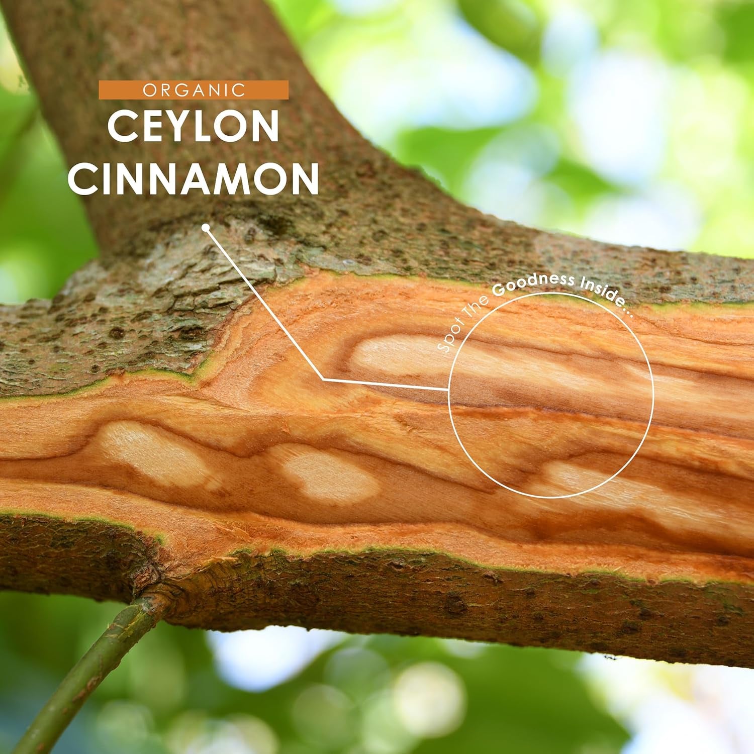 Organic Ceylon Cinnamon 1400Mg – Potent 100% Sri Lanka Cinnamon Verum – 90 Vegan Capsules – Resealable and Recyclable Pouch by Alpha01