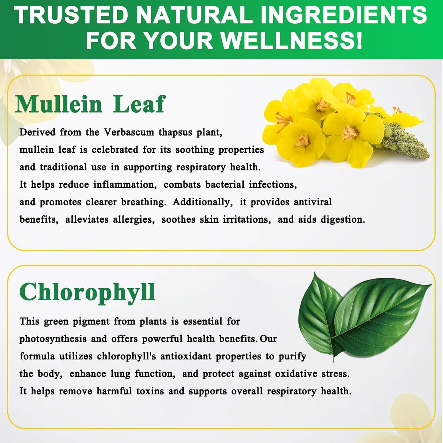 Mullein Drops for Lungs 60ML Mullein Leaf Extract & Chlorophyll Drops for Lung Cleanse Vegan & Health Supplements Fast Absorption
