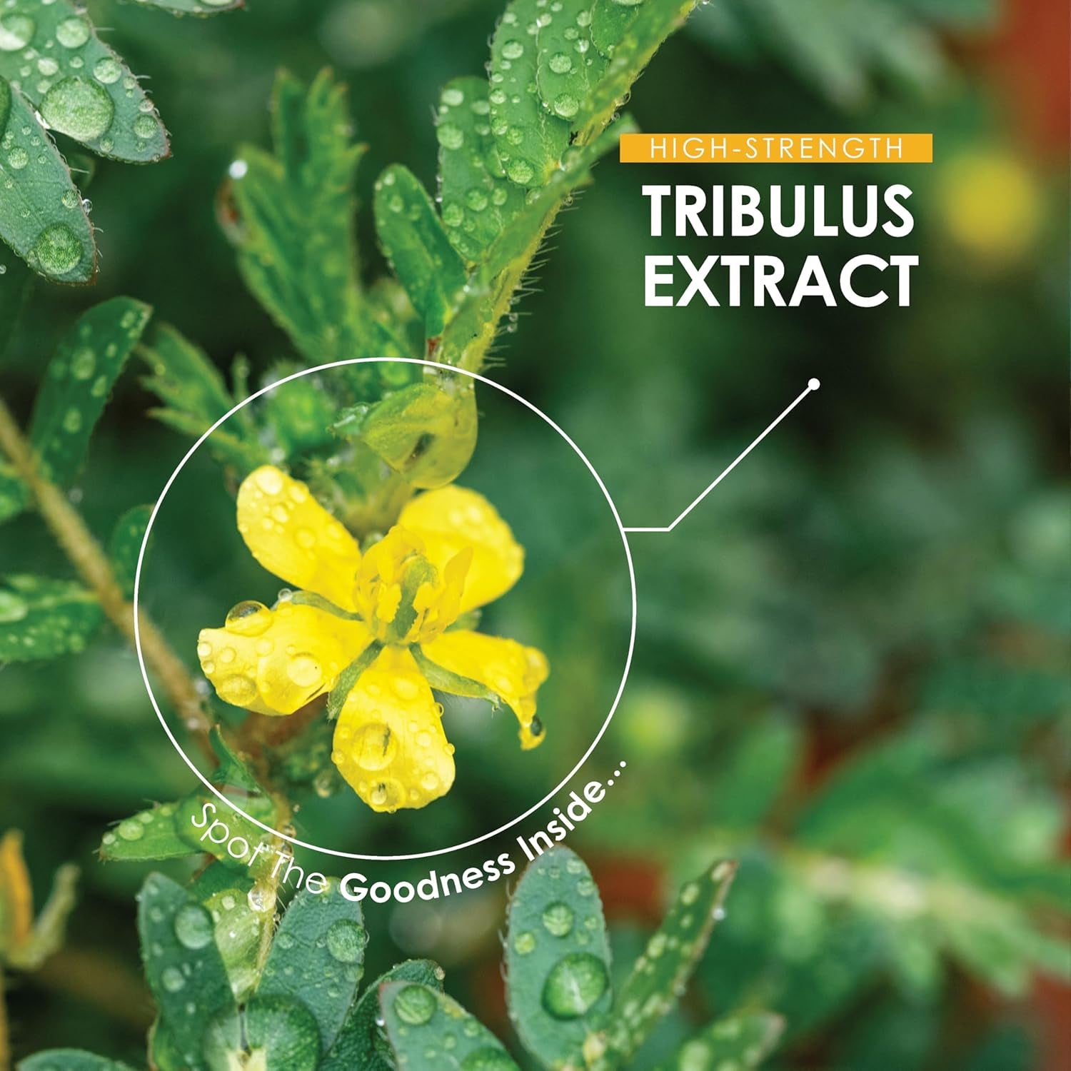 Tribulus Terrestris Extract 15,000Mg – Super Strength 95% Saponins (474Mg per Capsule) – 120 Vegan Capsules (4 Months Supply) Resealable and Recyclable Pouch – by Alpha01