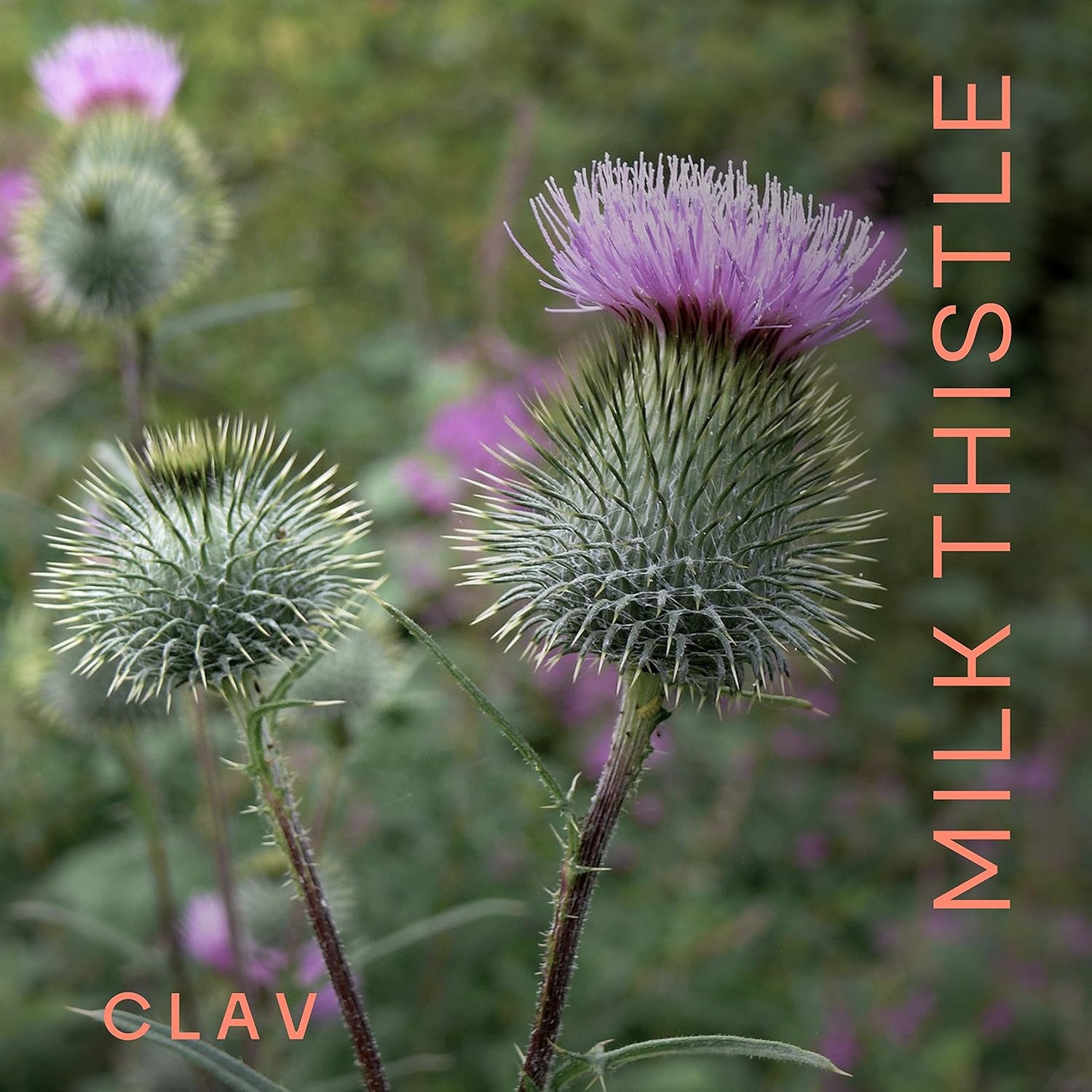 Organic Milk Thistle & Artichoke Extract Complex - Rich in Silymarin & Bitters - 120 Capsules = 60 Days Supply - Vegan - Non-Gmo - Made in Germany
