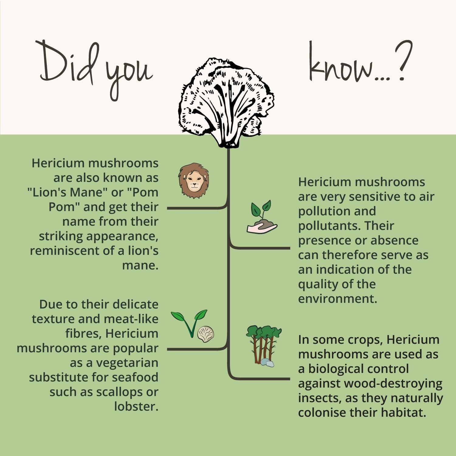 Vegavero Organic Lions Mane 10,000 Mg | NO Additives | 20:1 High Strength Mushroom Extract (Not Powder) | 50% Polysaccharides | Focus Supplement | Vegan