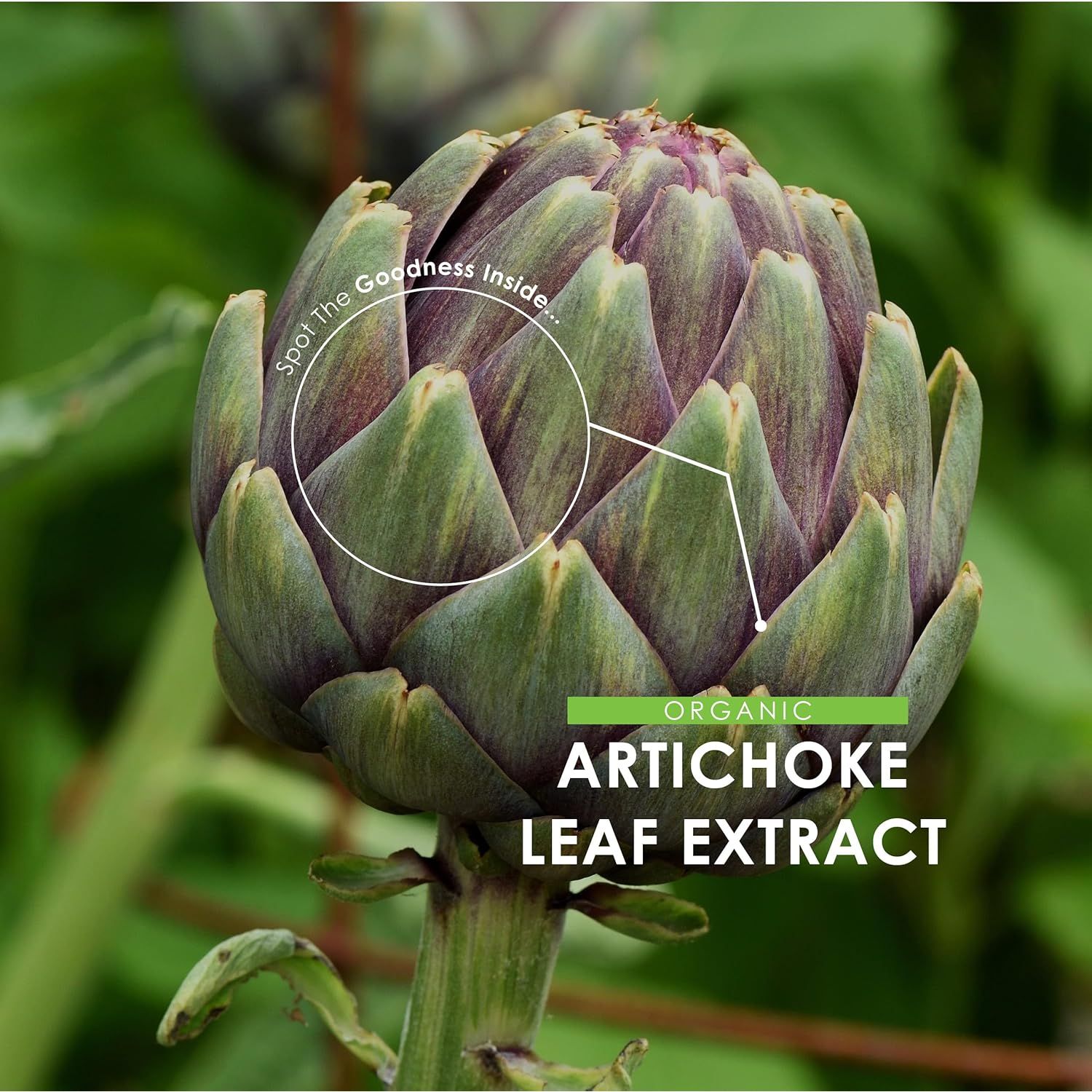 Organic Artichoke Extract 7500Mg - High Strength Cynara Scolymus Supplement - 90 Vegan Capsules (3 Months Supply) - Resealable and Recyclable Pouch - by Alpha01