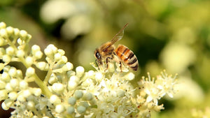 1 Kg Raw Bee Pollen Granules – 100% Natural Superfood | Rich in Vitamins, Minerals & Antioxidants | Energy-Boosting & Immune Support