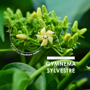 Organic Gurmar (Gymnema Sylvestre) 500Mg - 90 Vegan Capsules (3 Month Supply) – High Strength Gurmar Leaf Supplement – Resealable and Recyclable Pouch by Alpha01