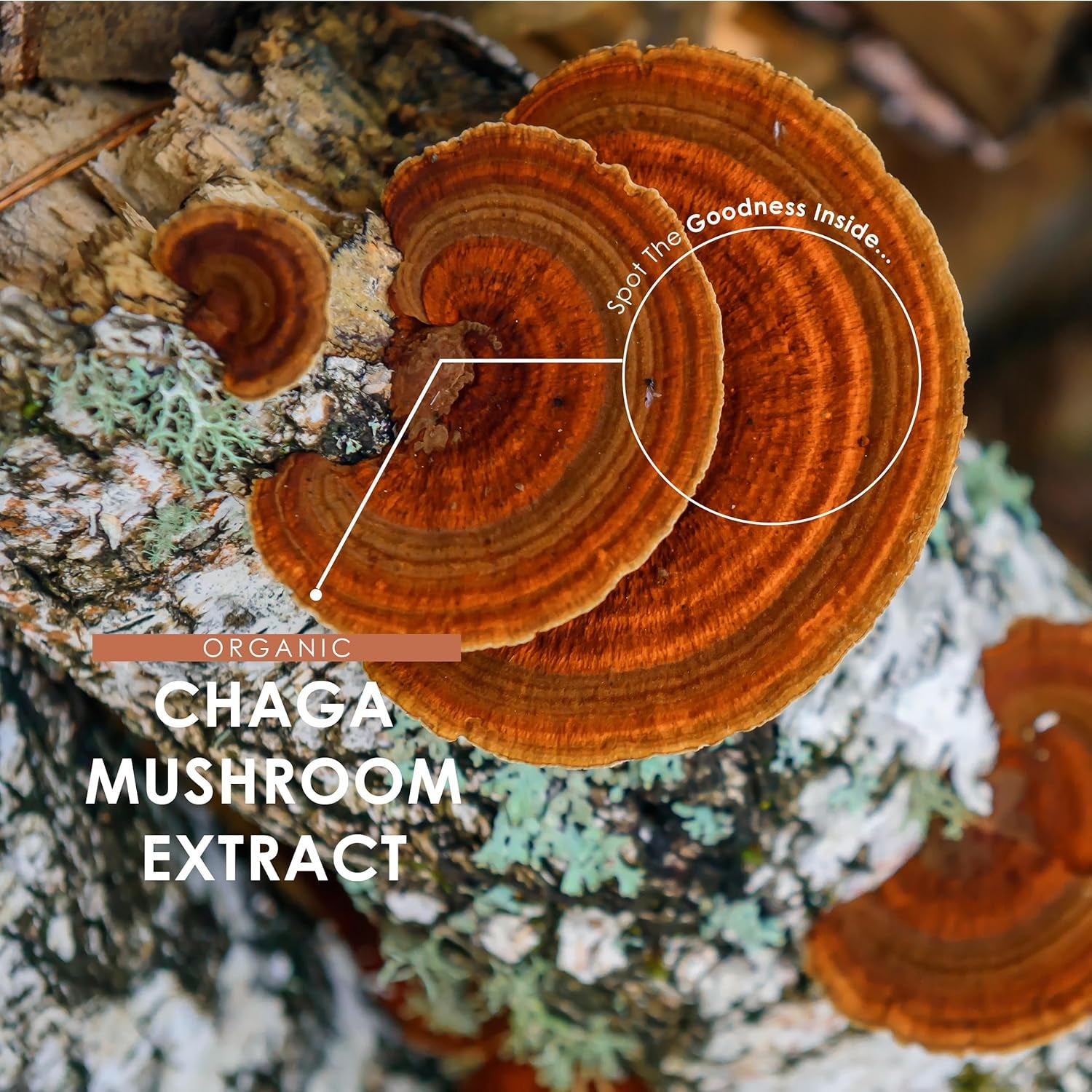 Organic Chaga Mushroom Capsules 7500Mg – 50% Polysaccharides (250Mg) - 90 Vegan Capsules (3 Months Supply) Resealable and Recyclable Pouch - by Alpha01