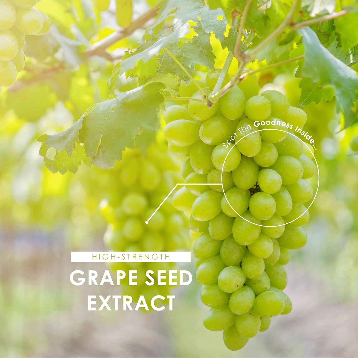 Grapeseed Extract 20,000Mg - Standardised 95% OPC Proanthocyanidins - Made with Italian Vineyard Grapes - 90 Vegan Capsules (3 Months Supply) - Resealable and Recyclable Pouch by Alpha01