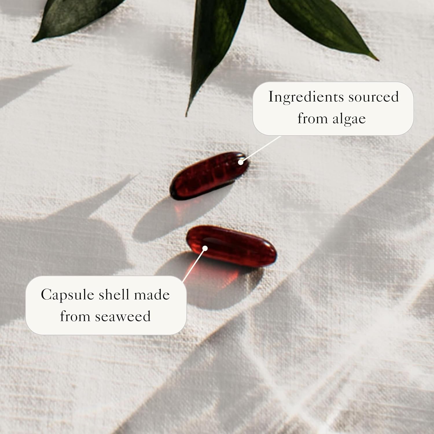 Bare Biology Vegan Omega 3 Algae Oil + Astaxanthin - Vim & Vigour Capsules (30 Servings) EPA 250Mg DHA 500Mg, Sustainably Sourced/Independently Tested for Purity