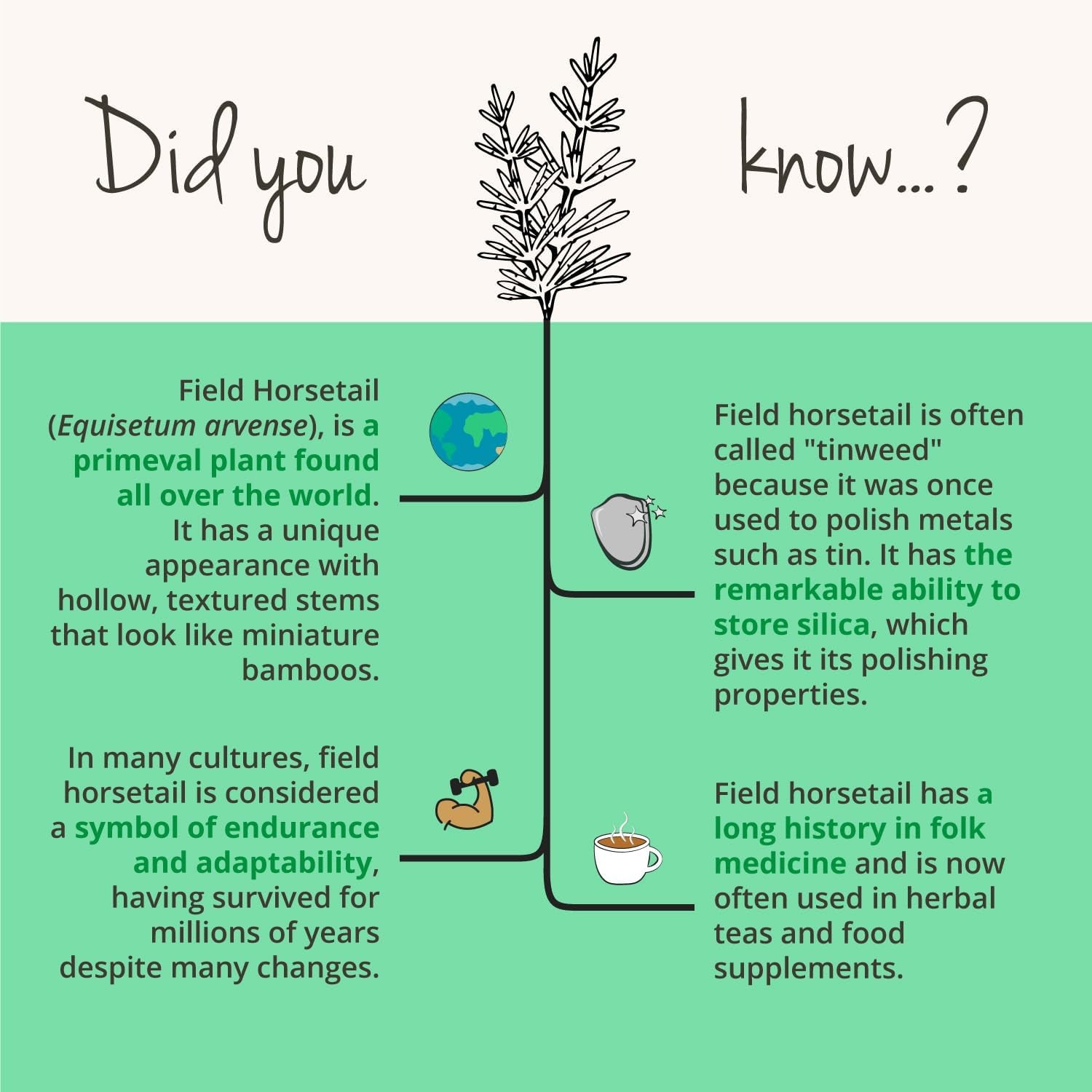 Vegavero Organic Horsetail Extract 1000 Mg | Natural Source of Silica | NO Additives | Hair, Skin & Nail Supplement | Equisetum Arvense Extract | 90 Capsules | Vegan