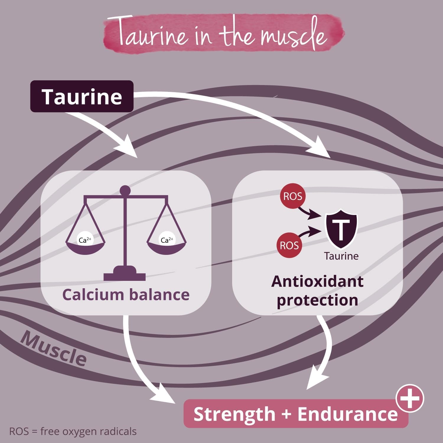 Vegavero L Taurine Powder 1Kg | 3000 Mg Daily Dose | 1 Year Supply | 100% Pure Taurine | NO Additives | Lab-Tested | Vegan