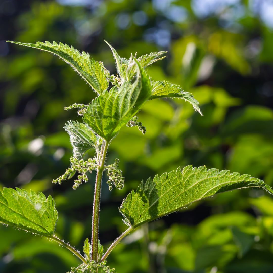 Alpi Nature Organic Nettle Tea 125G 4.4 Oz, Dried and Cut Nettle Leaves, Loose Leaf Tea