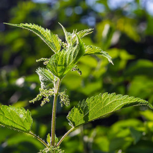Alpi Nature Organic Nettle Tea 125G 4.4 Oz, Dried and Cut Nettle Leaves, Loose Leaf Tea