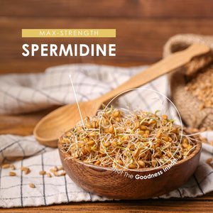 Spermidine Wheat Germ Extract – 600Mg per Capsule - 6Mg Spermidine High Strength Supplement – 60 Vegan Capsules (2 Months Supply) by Alpha01