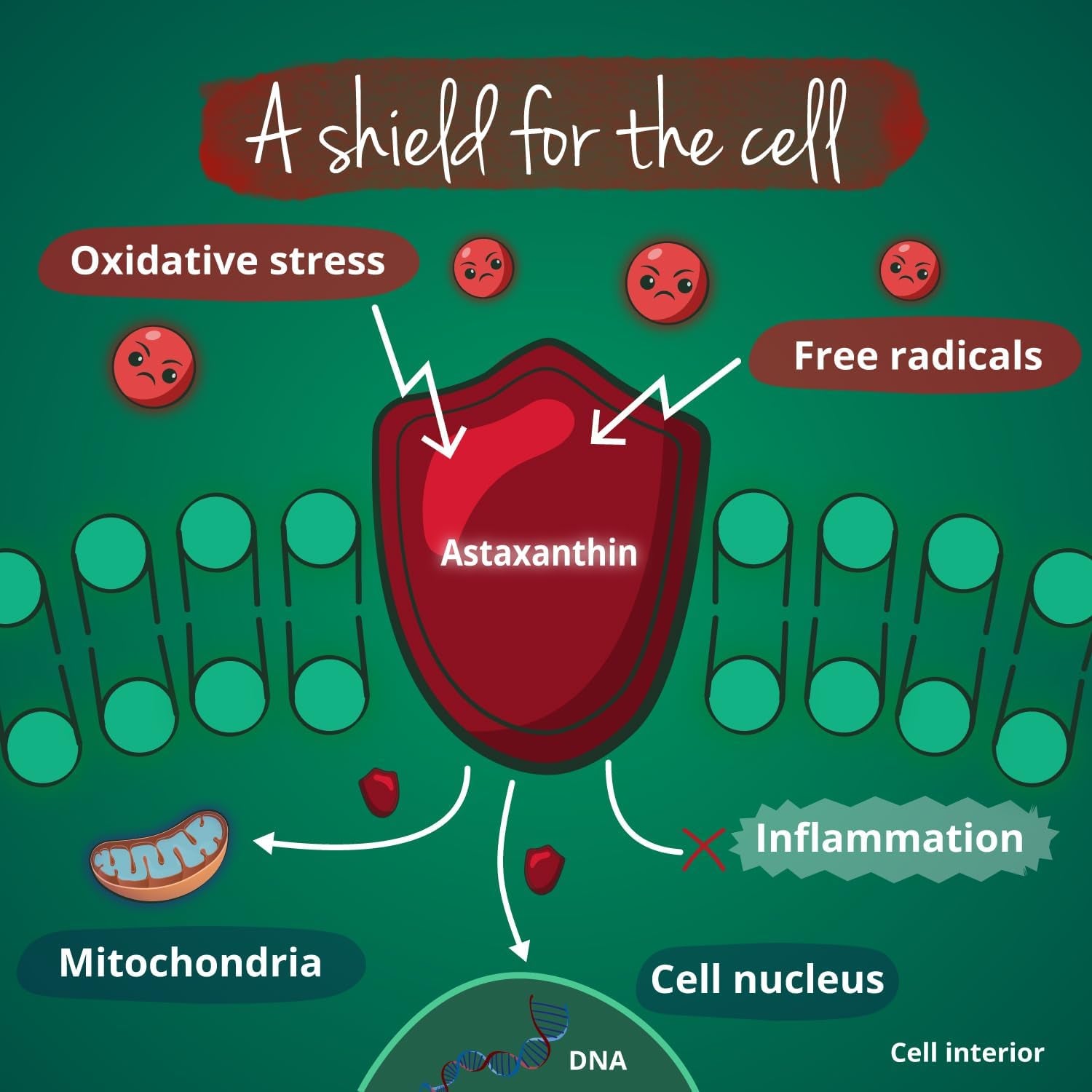 Vegavero Organic Astaxanthin 8 Mg | Natural Antioxidant Supplements | Highly Bioavailable | NO Additives, Lab-Tested | 60 Capsules | Vegan