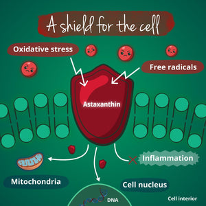 Vegavero Organic Astaxanthin 8 Mg | Natural Antioxidant Supplements | Highly Bioavailable | NO Additives, Lab-Tested | 60 Capsules | Vegan