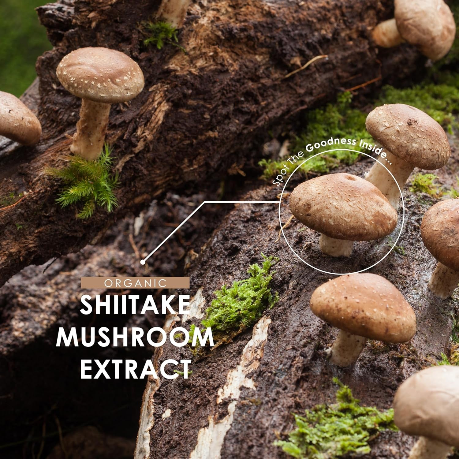 Organic Shiitake Mushroom 7500Mg – 50% Polysaccharides Extract Mushroom Supplement – 90 Vegan Capsules (3 Months Supply) – Resealable and Recyclable Pouch – by Alpha01