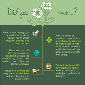 Vegavero Organic Hawthorn Berry Capsules | 2800 Mg (4:1 Extract) | NO Additives | Lab-Tested | Natural Antioxidants Supplement | Vegan