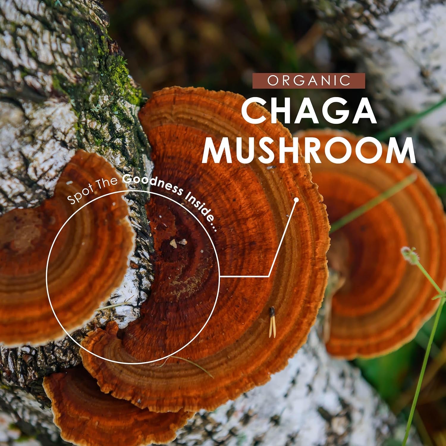 Organic Chaga Mushroom Powder 100G – Pure Inonotus Obliquus Supplement Powder – Resealable and Recyclable Pouch – by Alpha01