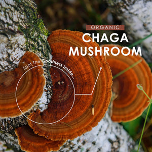 Organic Chaga Mushroom Powder 100G – Pure Inonotus Obliquus Supplement Powder – Resealable and Recyclable Pouch – by Alpha01
