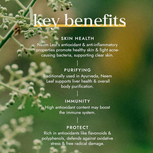 Fushi Organic Neem Leaf Capsules, 60 Caps | Fresh-Ground Whole Food | Detoxifying Properties | Cleansing Herb, Purify Both inside & outside Body | Ethical & Vegan | Made in the UK