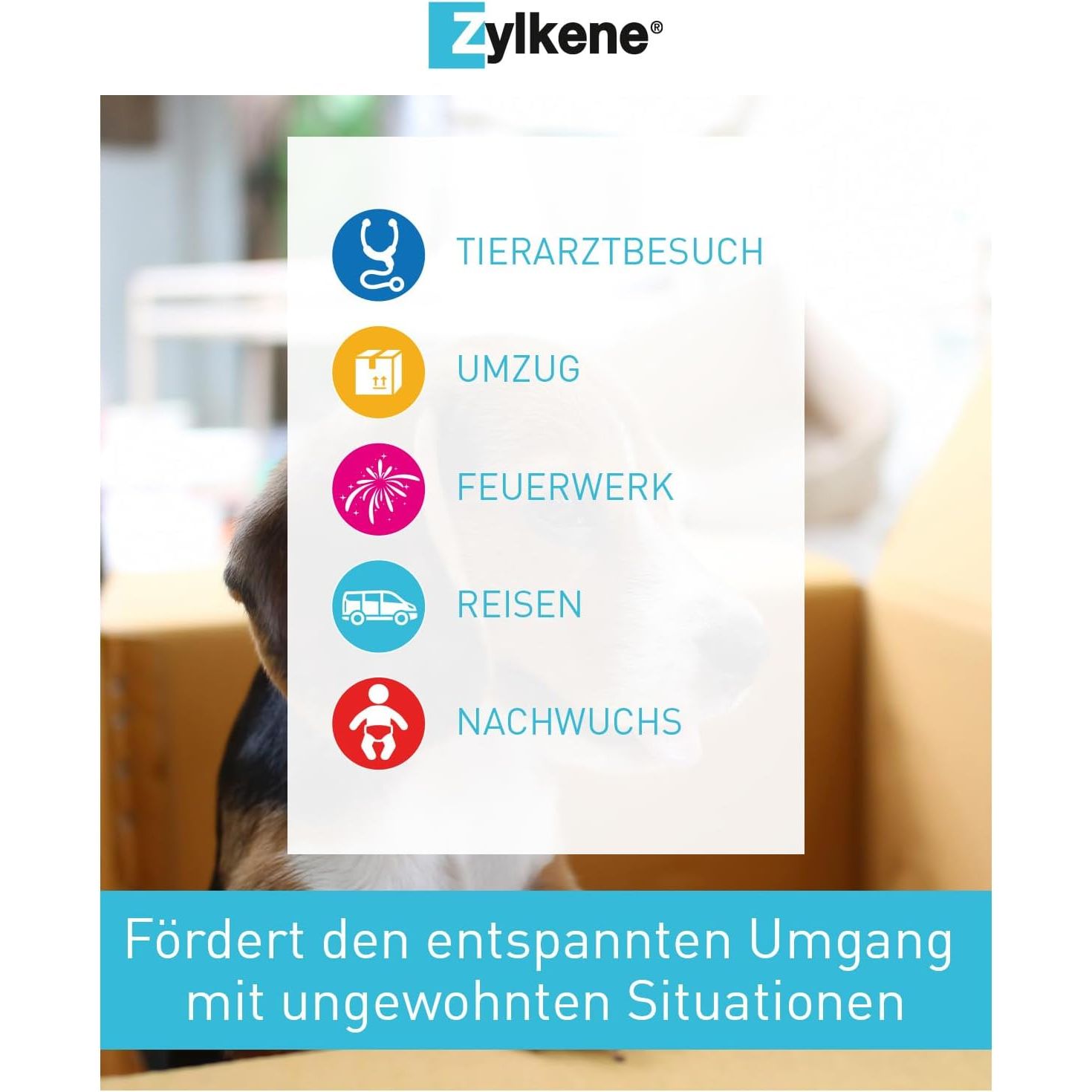 Zylkene 75 Mg - 100 Capsules (Cats & Small Dogs)