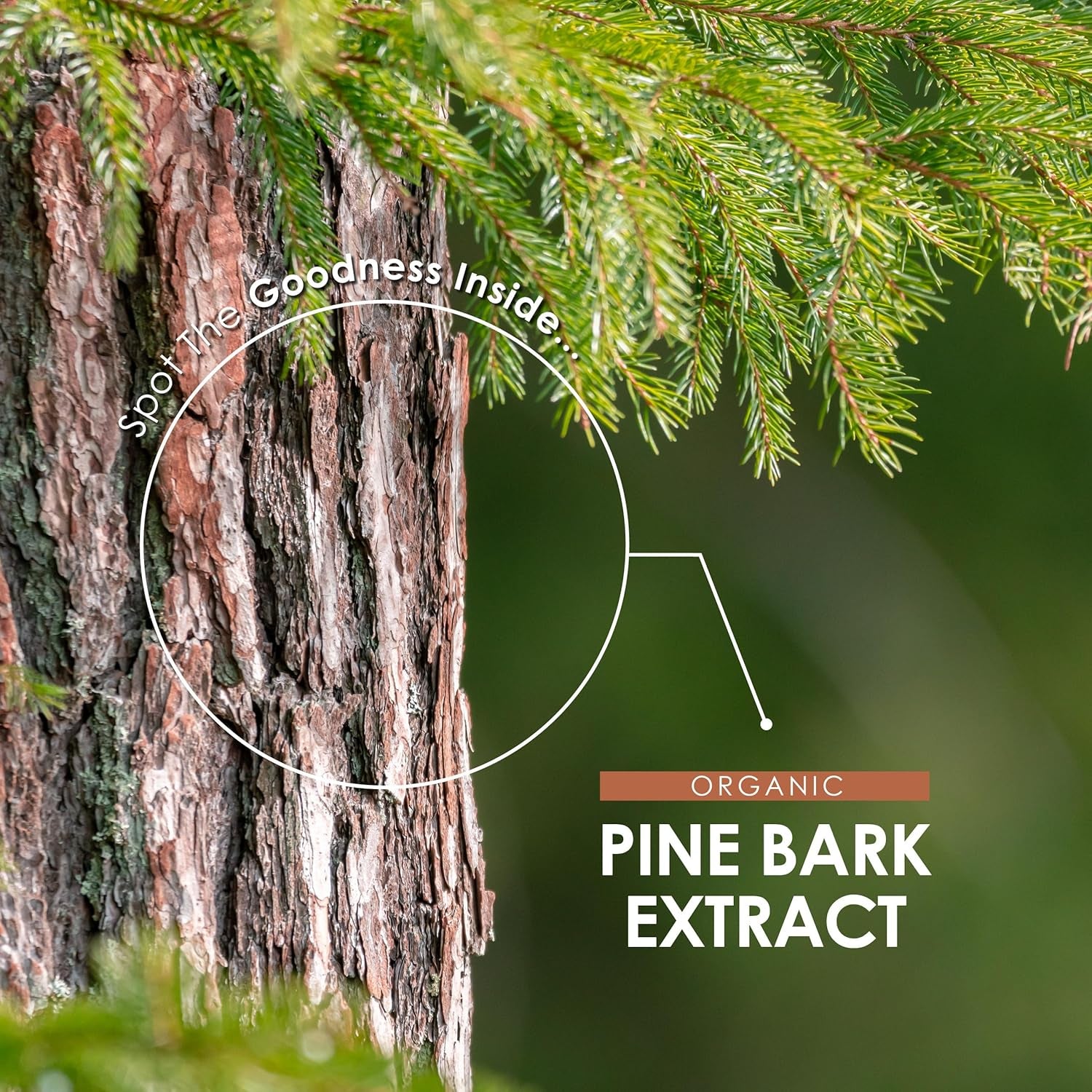 Organic Pine Bark Extract 7500Mg – 237Mg OPC Proanthocyanidins High Strength – 90 Vegan Capsules (3 Months Supply) – Resealable and Recyclable Pouch by Alpha01