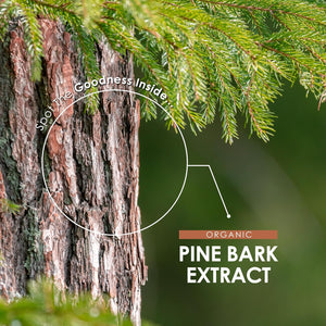 Organic Pine Bark Extract 7500Mg – 237Mg OPC Proanthocyanidins High Strength – 90 Vegan Capsules (3 Months Supply) – Resealable and Recyclable Pouch by Alpha01