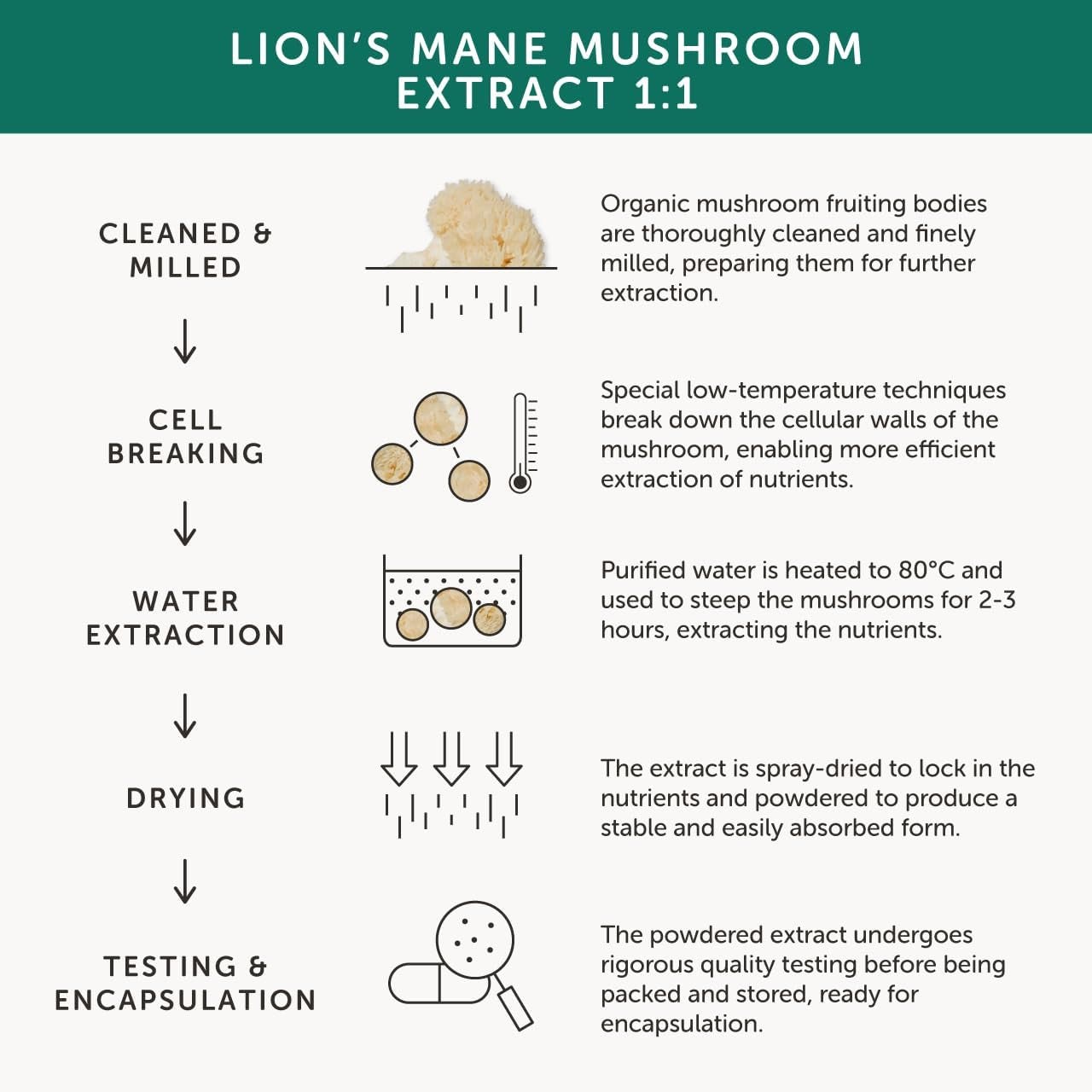 Organic Lions Mane | High Strength 9200 Mg | 20:1 Dual Extract | Full Spectrum | 100% Fruiting Bodies | Guaranteed 40% Polysaccharides & 30% Beta-Glucans | Guaranteed Hericenones | Additive Free
