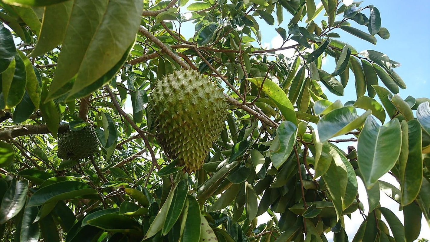 100% Soursop HIGH DOSE Fruit Extract, 4000 Mg per Serving /180 Caps. /No Pesticides, Additives, Flow Aids 10:1 Extract/ 180 Capsules of 400 Mg