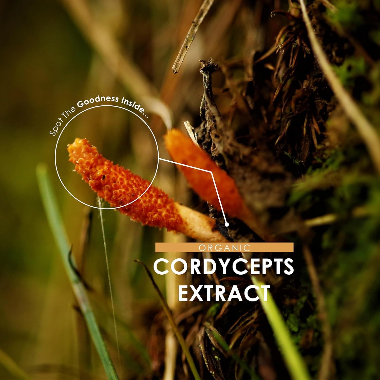 Organic Cordyceps Mushroom Extract 7500Mg – High Strength Polysaccharides Supplement – 90 Vegan Capsules (3 Months Supply) – Resealable and Recyclable Pouch – by Alpha01
